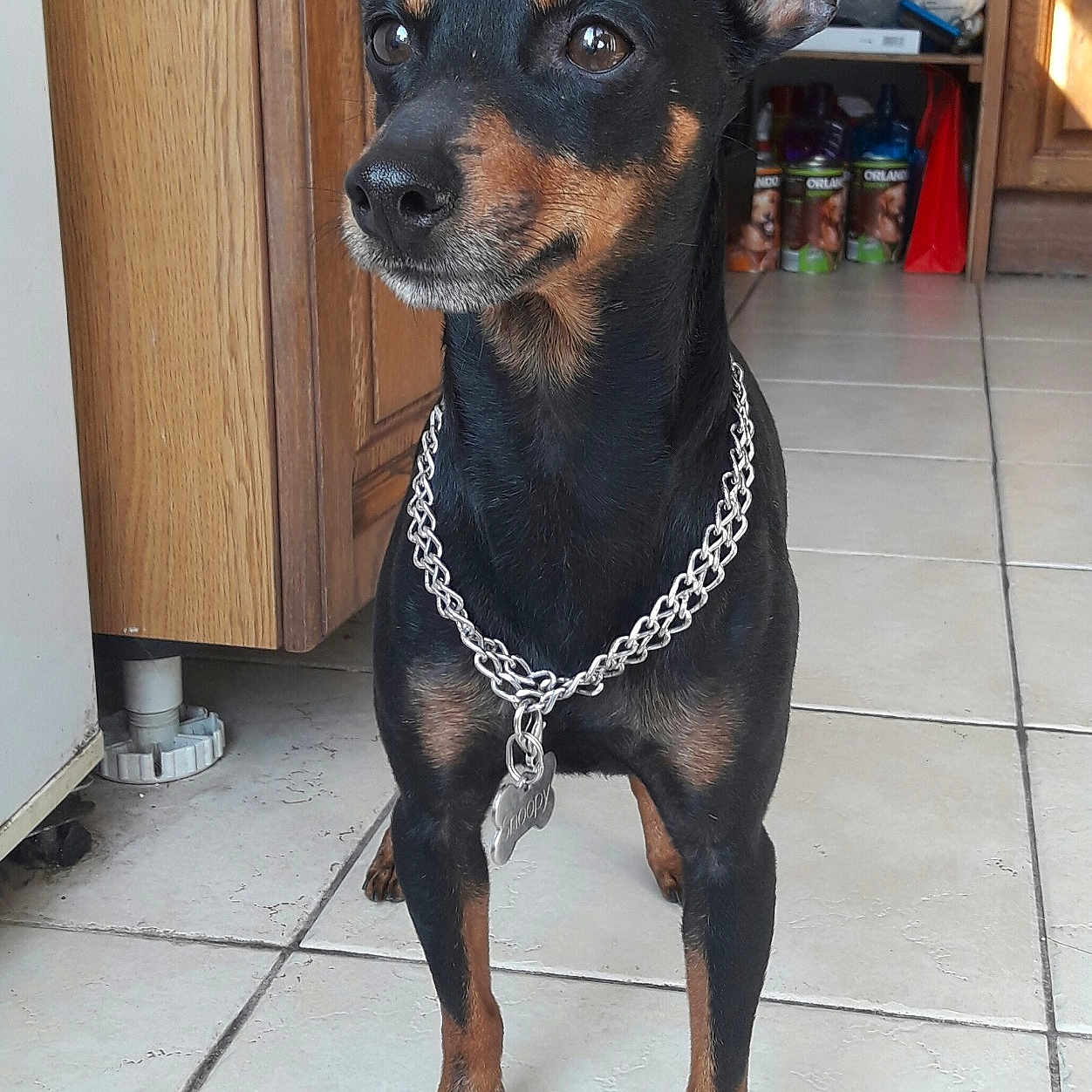 Snoopy participe au concours pour gagner de l'argent avec cette photo : black_and_tan_terrier, canidae, carnivore, dog, dog_breed, english_toy_terrier, german_pinscher, guard_dog, lancashire_heeler, mammal, manchester_terrier, miniature_pinscher, pinscher, prazsky_krysarik, rare_breed_dog, snout, toy_dog, toy_manchester_terrier, vertebrate