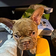 Bacon is registered to the contest to win money with this photo: dog, puppy, french_bulldog, close_up, pet, canine, ear, face, eye, fur, animal, indoor, soft_surface, yellow_object, background, blur, cute, young, looking, resting