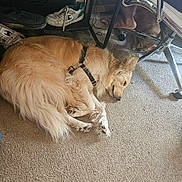 Mila joined the competition — help win amazing prizes! dog, golden_retriever, small_dog, carpet, shoes, printer, chair, foot, floor, indoor, resting, sleeping, harness, metal_chair, person, electronics, quiet, relaxation, home, office