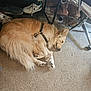dog, golden_retriever, small_dog, carpet, shoes, printer, chair, foot, floor, indoor, resting, sleeping, harness, metal_chair, person, electronics, quiet, relaxation, home, office