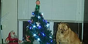 Nugget is registered to the contest to win money with this photo: dog, pug, christmas_tree, christmas_lights, wrapped_presents, table, indoor, santa_claus_figure, holiday_decorations, window_blinds, festive, pet, animal, gift_box, ornaments, red, green, brown, holiday, decor