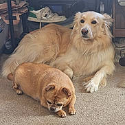 Nugget is registered to the contest to win money with this photo: dog, indoor, carpet, golden_dog, small_dog, relaxed, pet, animal, floor, shoes, printer, furniture, brown_dog, fluffy, laying_down, cute, companion, cozy, household, domestic