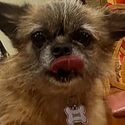 Brownie is registered to the contest to win money with this photo: animal, brown, canine, closeup, collar, cozy, cute, dog, domestic_animal, ears, face, fur, furniture, household, indoor, licking, pet, scruffy, tag, tongue