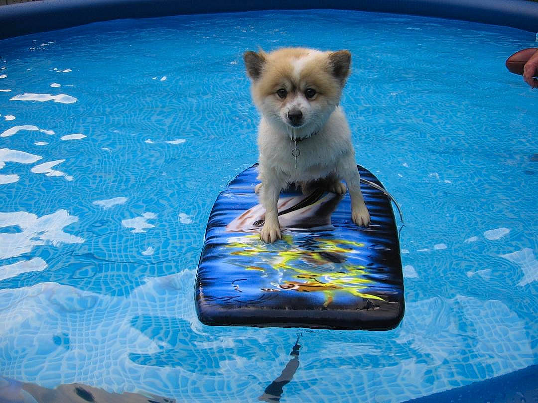 Kenny is registered to the contest to win money with this photo: canidae, carnivore, collar, companion_dog, dog, dog_breed, dog_supply, electric_blue, fawn, fur, hood, leisure, pet_supply, plant, road_surface, snout, sporting_group, tail, toy_dog, whiskers