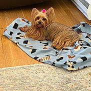 Bella joined the competition — help win amazing prizes! animal, blanket, brown_fur, carpet, companion, cute, dog, hardwood_floor, heating_vent, home, indoor, long_hair, looking_at_camera, lying_down, pet, pink_bow, portrait, small_dog, topknot, yorkshire_terrier