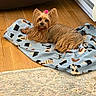animal, blanket, brown_fur, carpet, companion, cute, dog, hardwood_floor, heating_vent, home, indoor, long_hair, looking_at_camera, lying_down, pet, pink_bow, portrait, small_dog, topknot, yorkshire_terrier