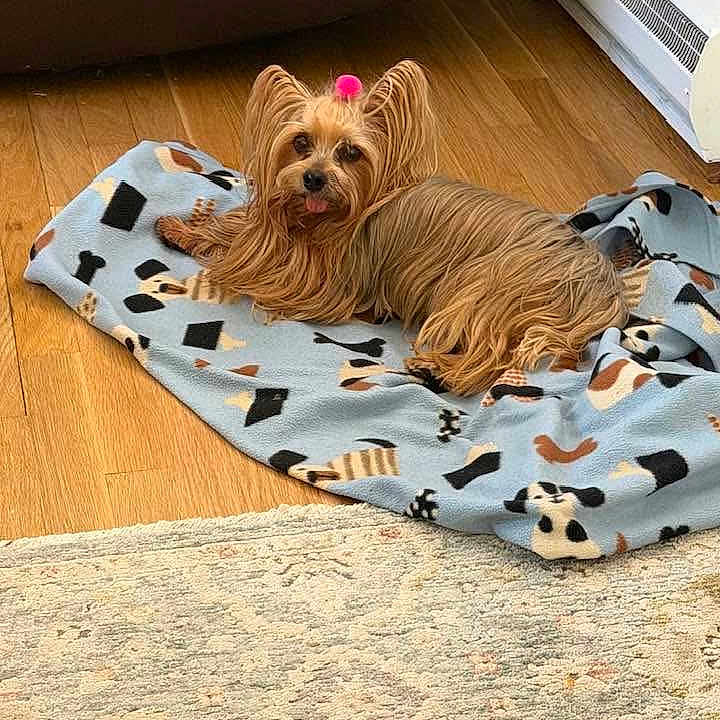 Bella