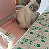 kitten, cat, blue_eyes, pink_chair, table, tablecloth, kitchen, washing_machine, wooden_chair, indoor, pet, curious, small_animal, feline, domestic_animal, furniture, home, cute, sitting, pattern