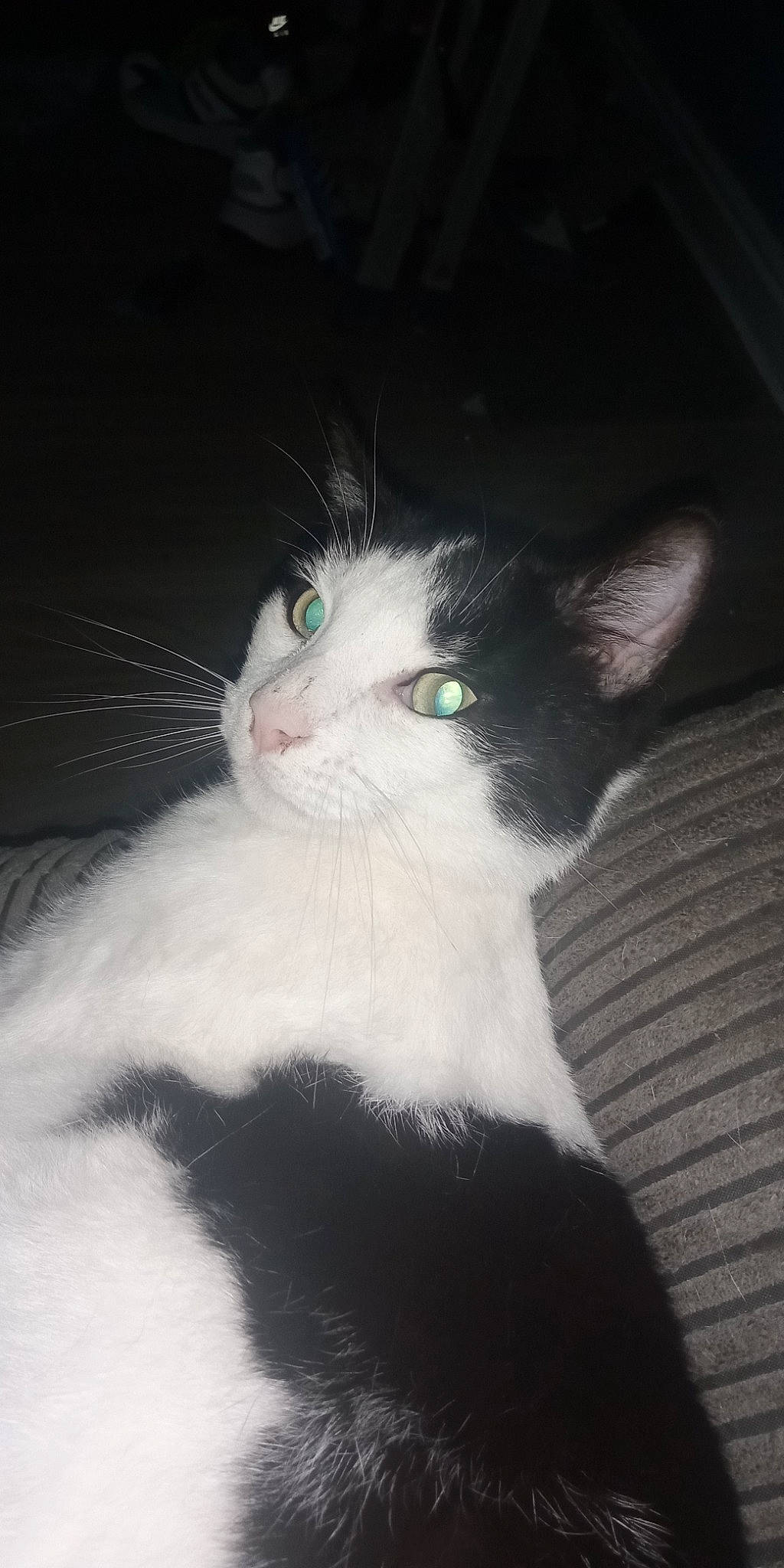 Clyde is registered to the contest to win money with this photo: carnivore, cat, darkness, domestic_short_haired_cat, felidae, fur, monochrome_photography, small_to_medium_sized_cats, snout, whiskers