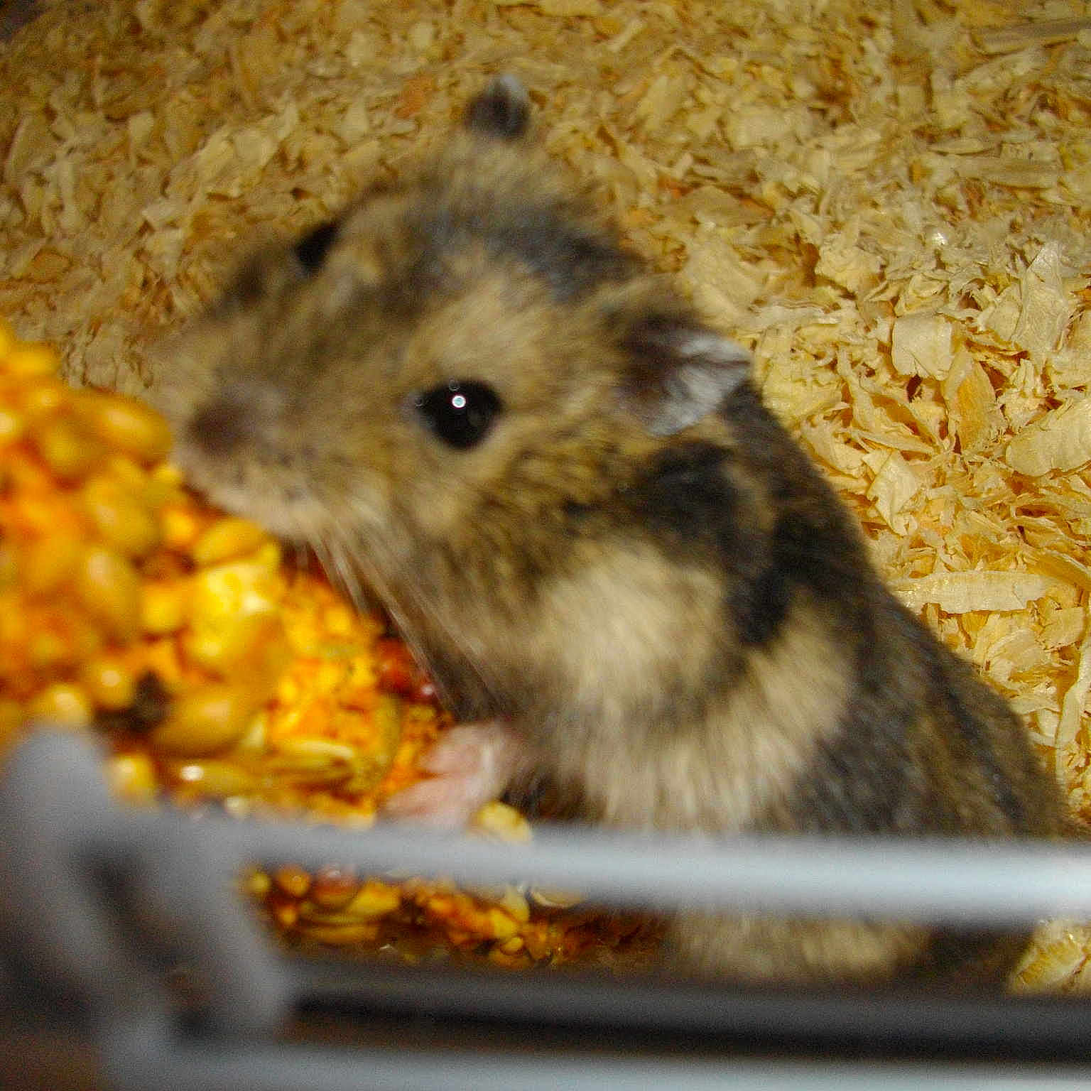 Kurby