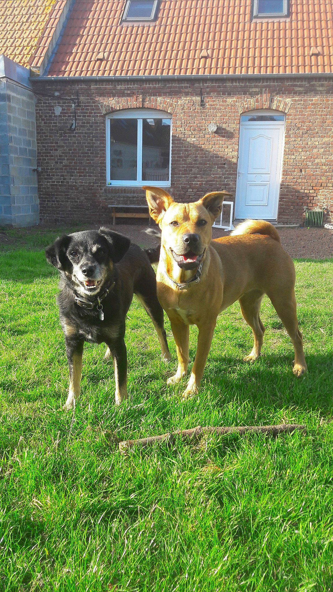 Ottawa participe au concours pour gagner de l'argent avec cette photo : australian_kelpie, canidae, carnivore, dog, dog_breed, mammal, rare_breed_dog, sporting_group, vertebrate, working_dog