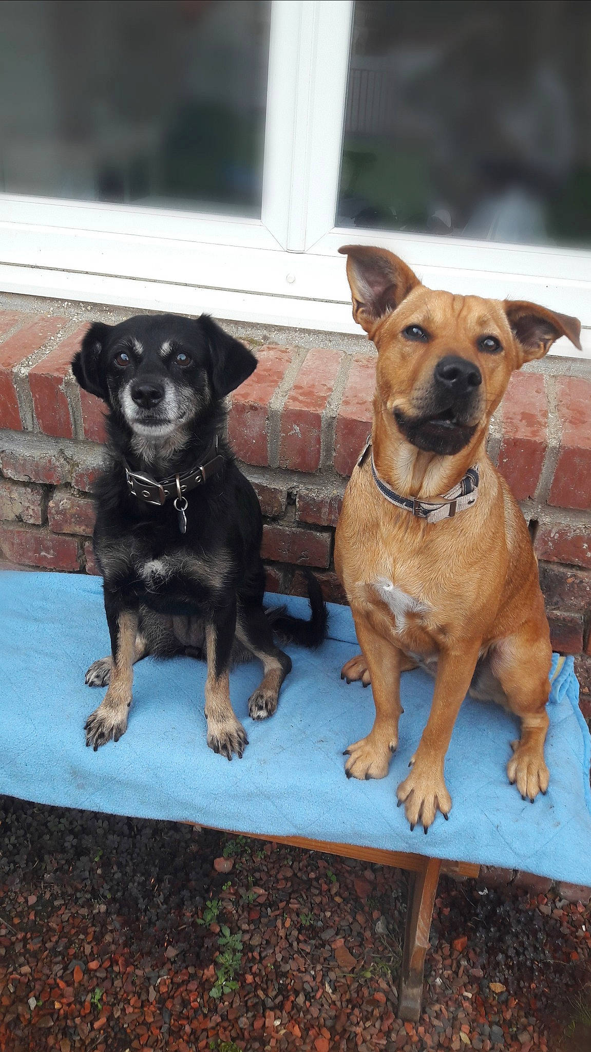 Ottawa a rejoint le concours — aidez-le/la à gagner de superbes lots ! canidae, carlin_pinscher, carnivore, companion_dog, dog, dog_breed, fawn, mammal, miniature_pinscher, patterdale_terrier, puppy, rare_breed_dog, snout, sporting_group, vertebrate