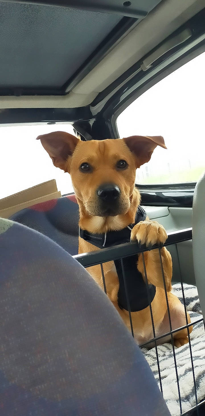 Ottawa participe au concours pour gagner de l'argent avec cette photo : black_mouth_cur, canidae, carnivore, companion_dog, dog, dog_breed, fawn, feist, mammal, non_sporting_group, potcake_dog, snout, sporting_group, vertebrate