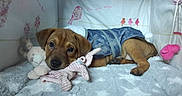 Ottawa participe au concours pour gagner de l'argent avec cette photo : beagador, canidae, carnivore, companion_dog, dog, dog_breed, fawn, mammal, puppy, puppy_love, rhodesian_ridgeback, snout, sporting_group, vertebrate