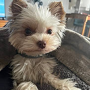 Shelby participe au concours pour gagner de l'argent avec cette photo : dog, puppy, small_dog, white_fur, fluffy, close_up, portrait, blanket, cozy, indoor, home, big_eyes, nose, paws, collar, fur_texture, ear, television, chair, soft_fabric