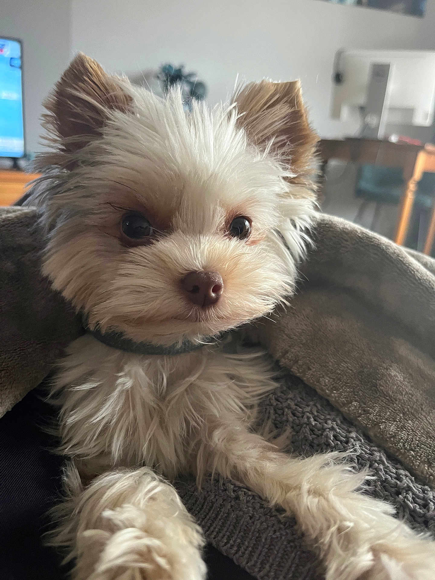 Shelby participe au concours pour gagner de l'argent avec cette photo : dog, puppy, small_dog, white_fur, fluffy, close_up, portrait, blanket, cozy, indoor, home, big_eyes, nose, paws, collar, fur_texture, ear, television, chair, soft_fabric