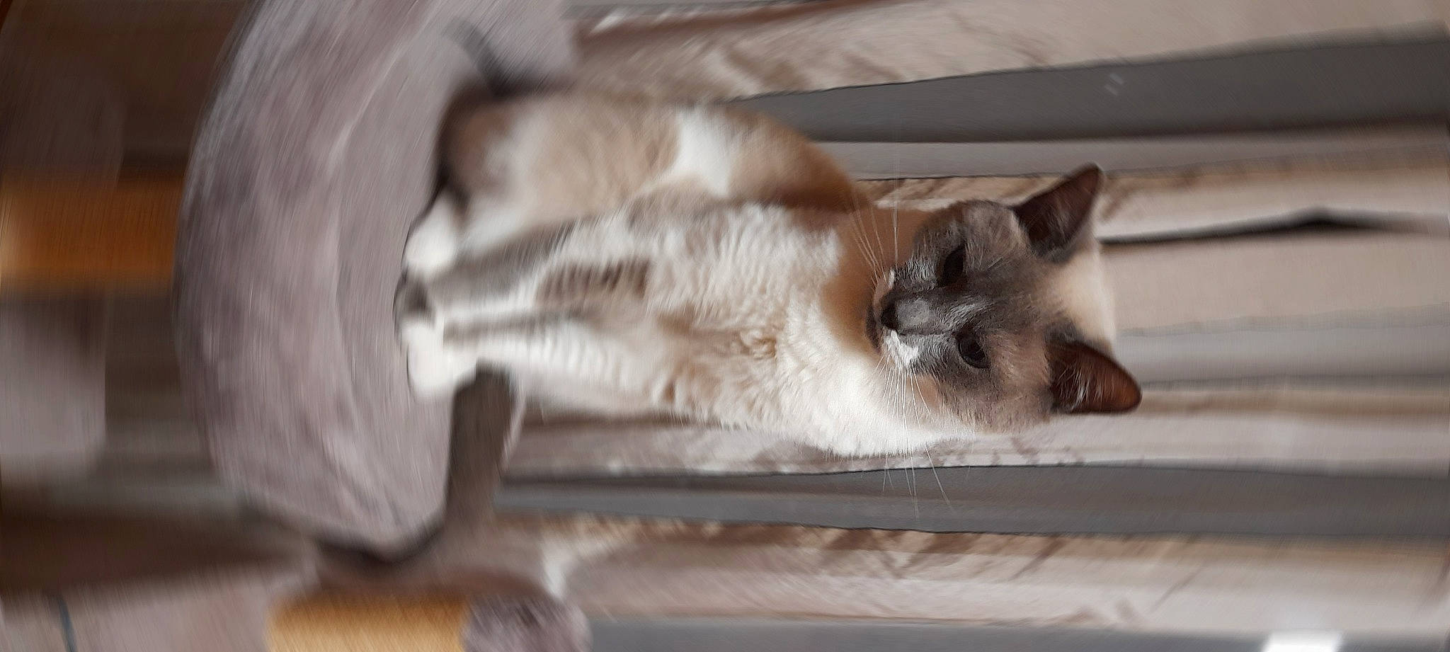 Pastis participe au concours pour gagner de l'argent avec cette photo : balinese, birman, carnivore, cat, comfort, domestic_short_haired_cat, fawn, felidae, flooring, fur, hardwood, siamese, small_to_medium_sized_cats, snout, tail, thai, whiskers, wood