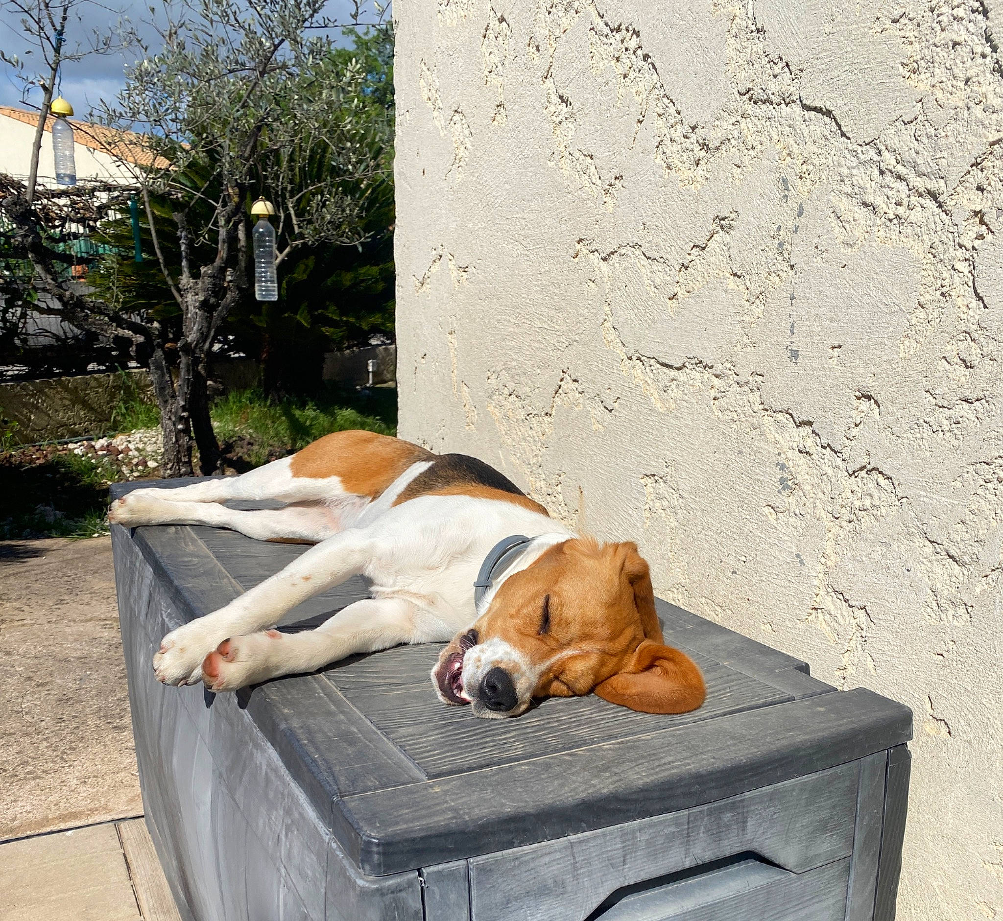 Una a rejoint le concours — aidez-le/la à gagner de superbes lots ! canidae, carnivore, comfort, companion_dog, dog, dog_breed, dog_supply, fawn, hardwood, hound, outdoor_furniture, pet_supply, plant, scent_hound, shade, sky, sporting_group, tail, tree, wood