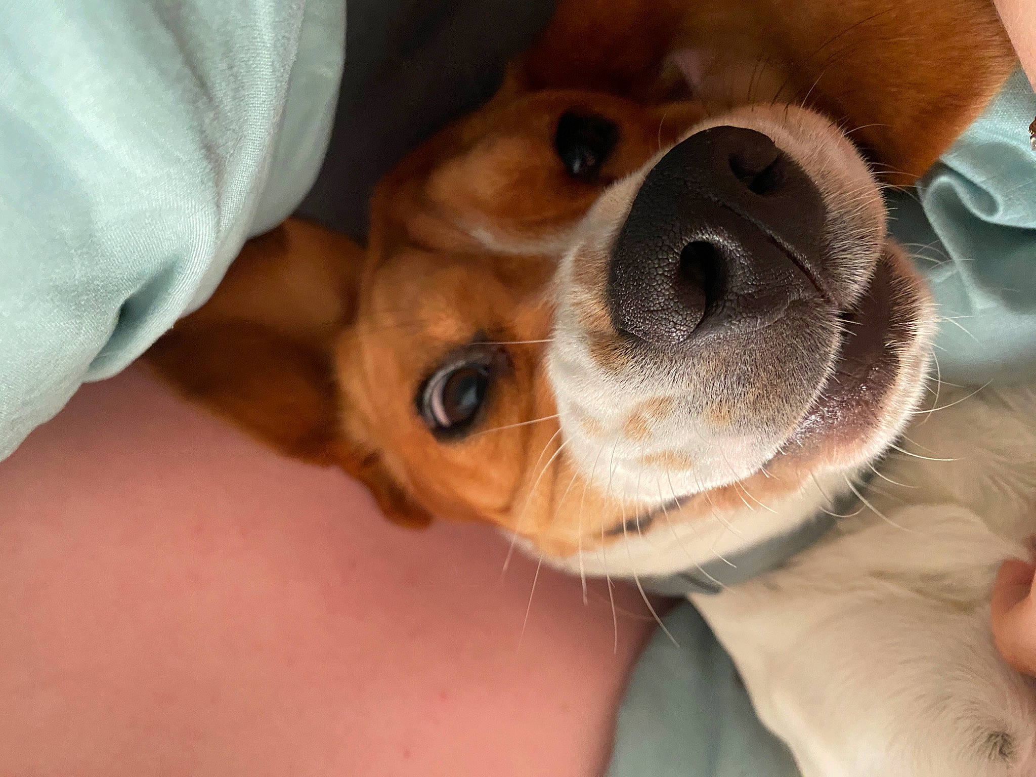 Una participe au concours pour gagner de l'argent avec cette photo : beagle, carnivore, collar, comfort, companion_dog, dog, dog_breed, ear, fawn, fur, goggles, nose, paw, puppy_love, selfie, snout, sporting_group, stuffed_toy, whiskers, working_animal