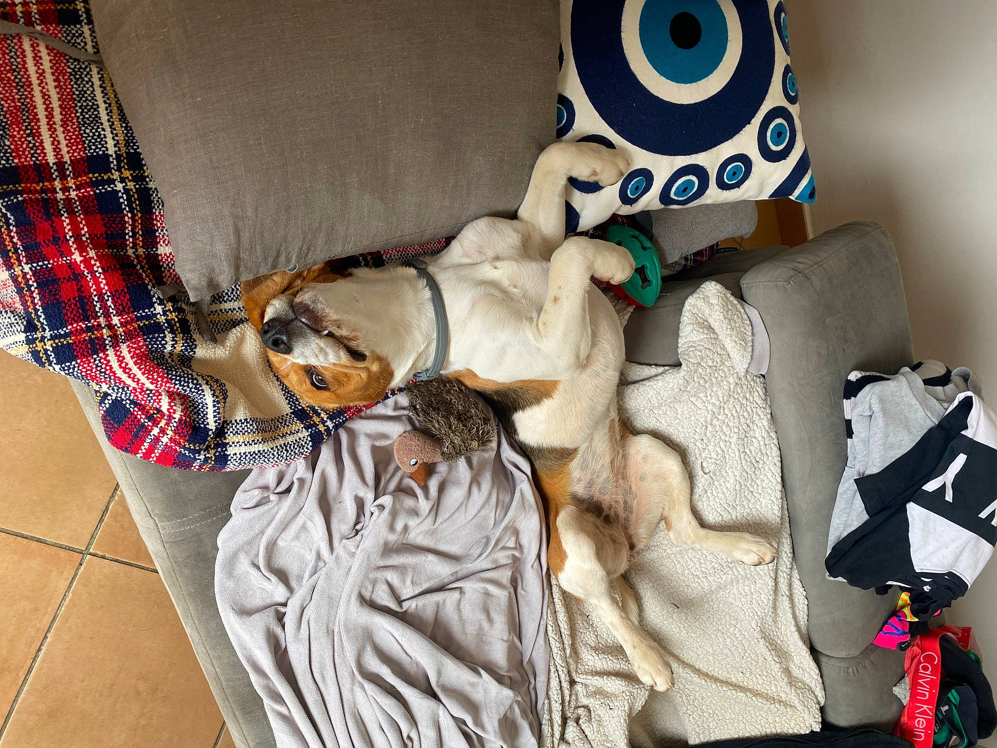 Una a rejoint le concours — aidez-le/la à gagner de superbes lots ! bag, cap, carmine, carnivore, comfort, companion_dog, eyewear, felidae, fur, hat, linens, luggage_and_bags, personal_protective_equipment, plaid, sleeve, stuffed_toy, tartan, textile, toy, whiskers