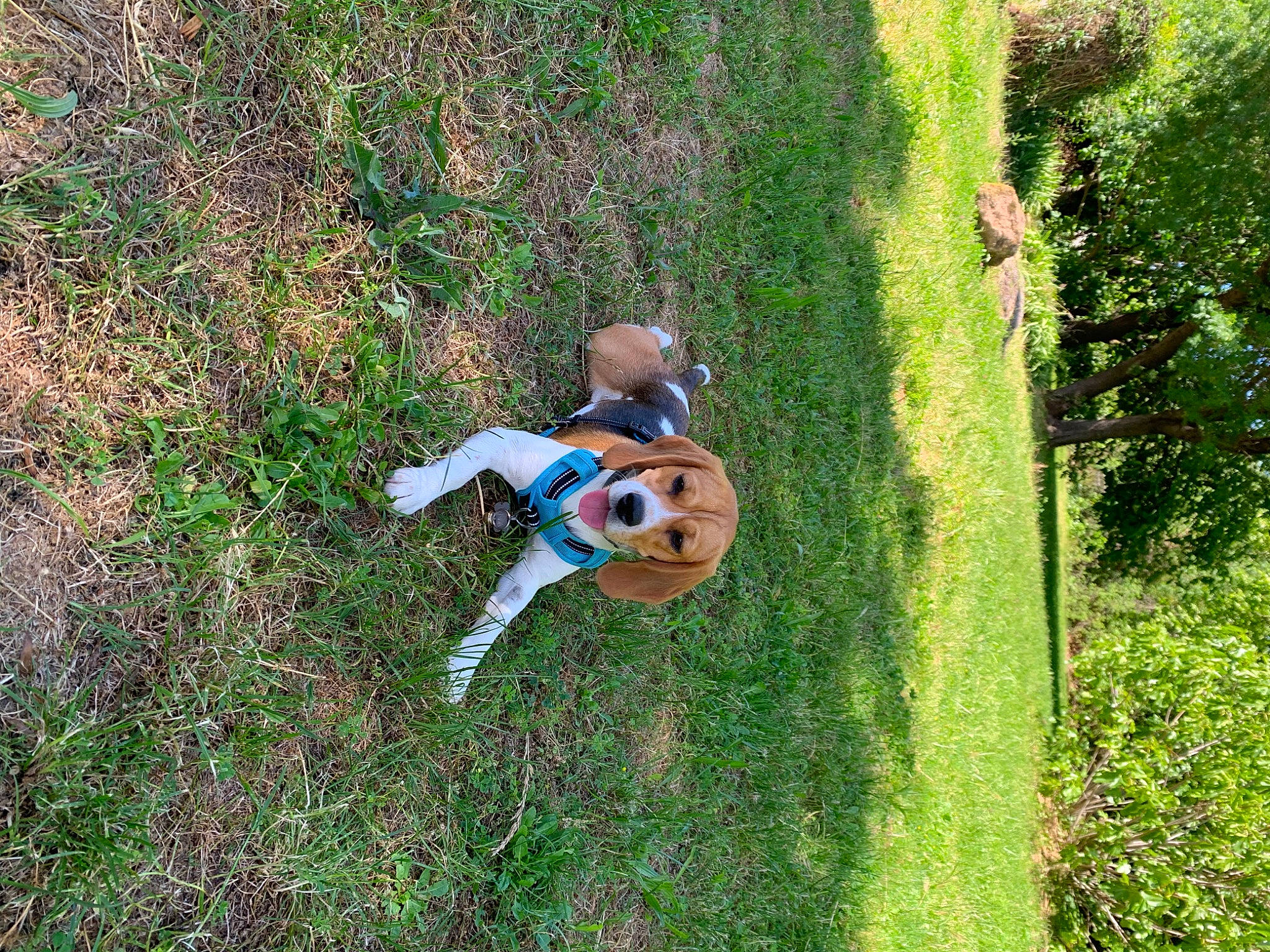 Una participe au concours pour gagner de l'argent avec cette photo : fun, garden, grass, grass_family, grassland, groundcover, jungle, landscape, lawn, leisure, pasture, people_in_nature, plant, recreation, shrub, soil, terrestrial_plant, tree, yard