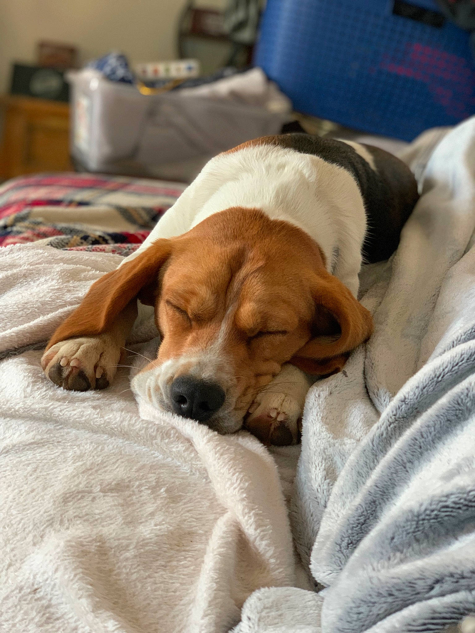 Una participe au concours pour gagner de l'argent avec cette photo : bored, carnivore, comfort, companion_dog, dog, dog_breed, fawn, fur, linens, nap, room, scent_hound, sporting_group