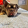 dog, french_bulldog, bed, indoor, tongue_out, pet, animal, close_up, cute, expression, window, blinds, plush_toys, texture, resting, face, ears, brown, black, light