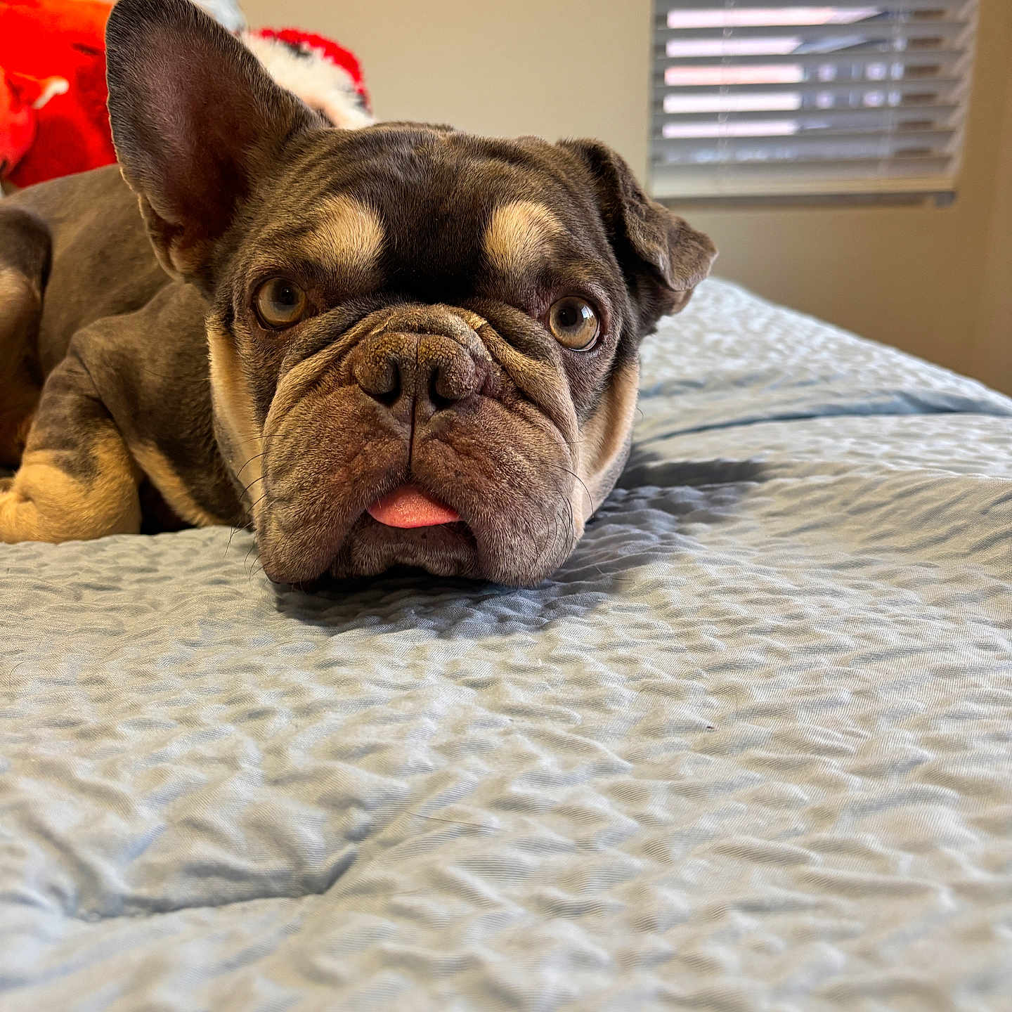 Smokey is registered to the contest to win money with this photo: animal, bed, black, blinds, brown, close_up, cute, dog, ears, expression, face, french_bulldog, indoor, light, pet, plush_toys, resting, texture, tongue_out, window