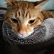 Cheeto Puff joined the competition — help win amazing prizes! cat, ginger_cat, close_up, face, whiskers, ears, fur, resting, blanket, cozy, soft_texture, pink_nose, sleepy, indoor, pet, animal, cute, feline, portrait, calm
