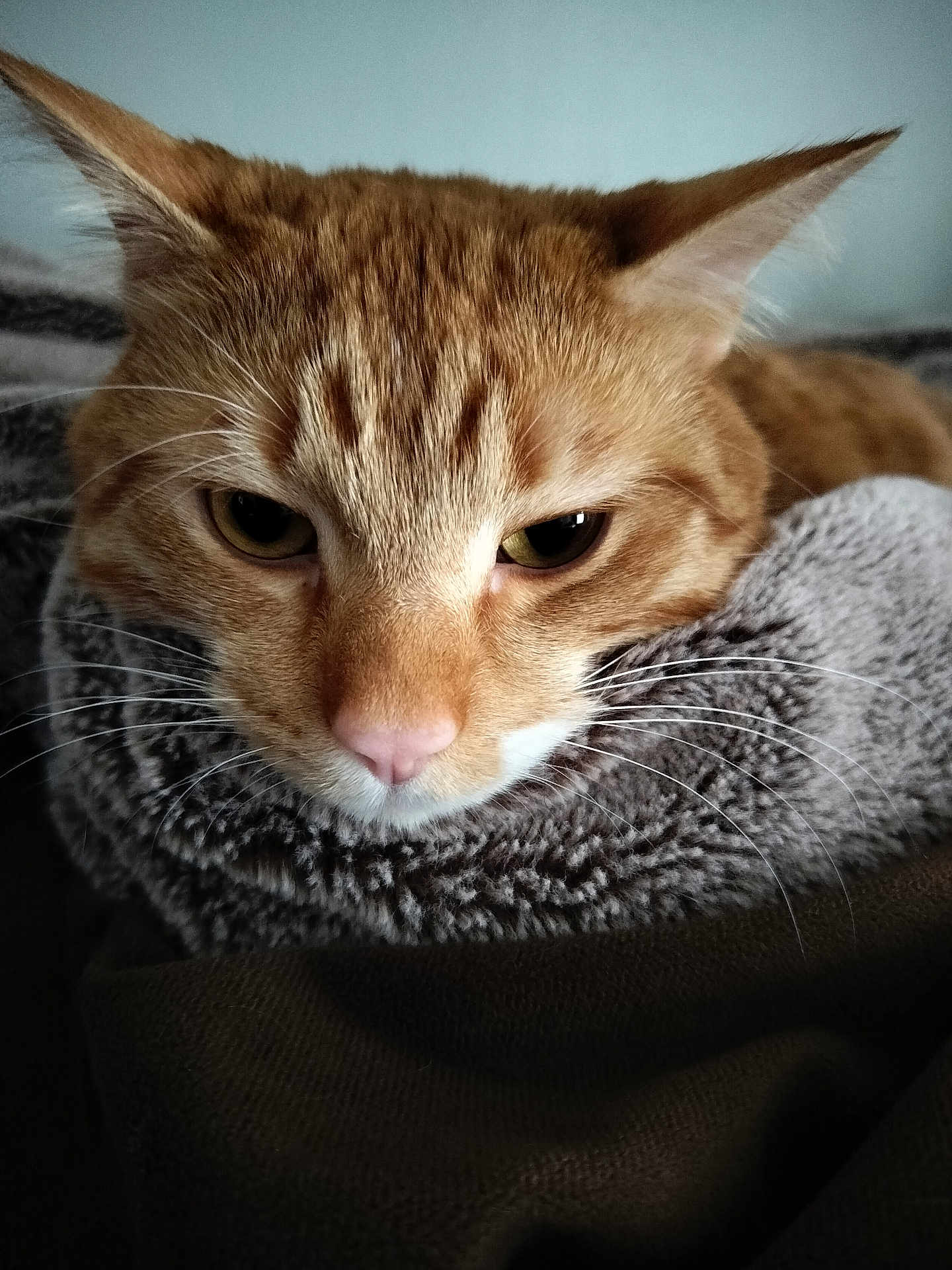 Cheeto Puff joined the competition — help win amazing prizes! cat, ginger_cat, close_up, face, whiskers, ears, fur, resting, blanket, cozy, soft_texture, pink_nose, sleepy, indoor, pet, animal, cute, feline, portrait, calm