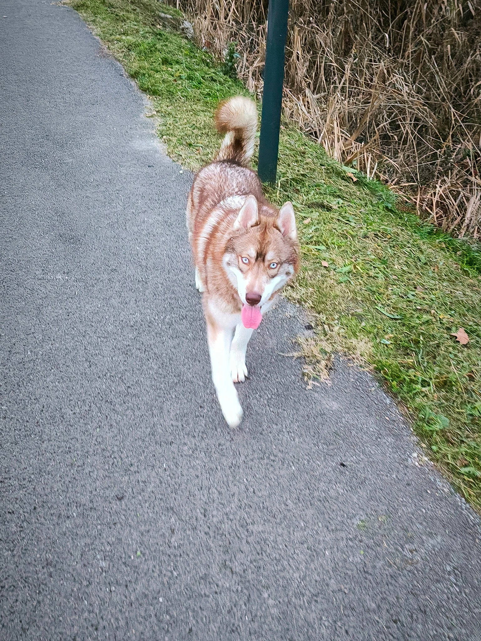 Ramsès a rejoint le concours — aidez-le/la à gagner de superbes lots ! asphalt, canidae, carnivore, cat, companion_dog, dog_breed, domestic_short_haired_cat, fawn, felidae, fur, grass, plant, road, road_surface, sidewalk, small_to_medium_sized_cats, snout, sporting_group, tail, whiskers