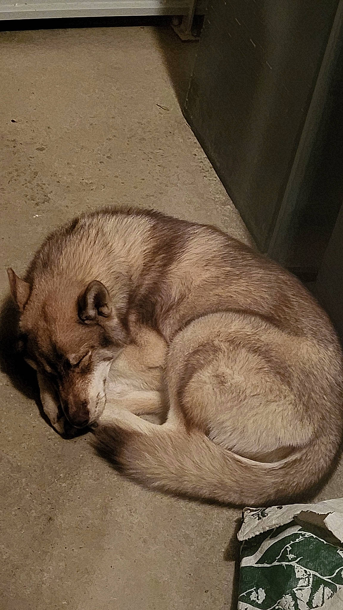 Ramsès a rejoint le concours — aidez-le/la à gagner de superbes lots ! art, canidae, carnivore, comfort, companion_dog, dog, dog_breed, drawing, fawn, felidae, fur, paw, snout, sporting_group, street_dog, terrestrial_animal, whiskers, wood, working_animal, wrinkle