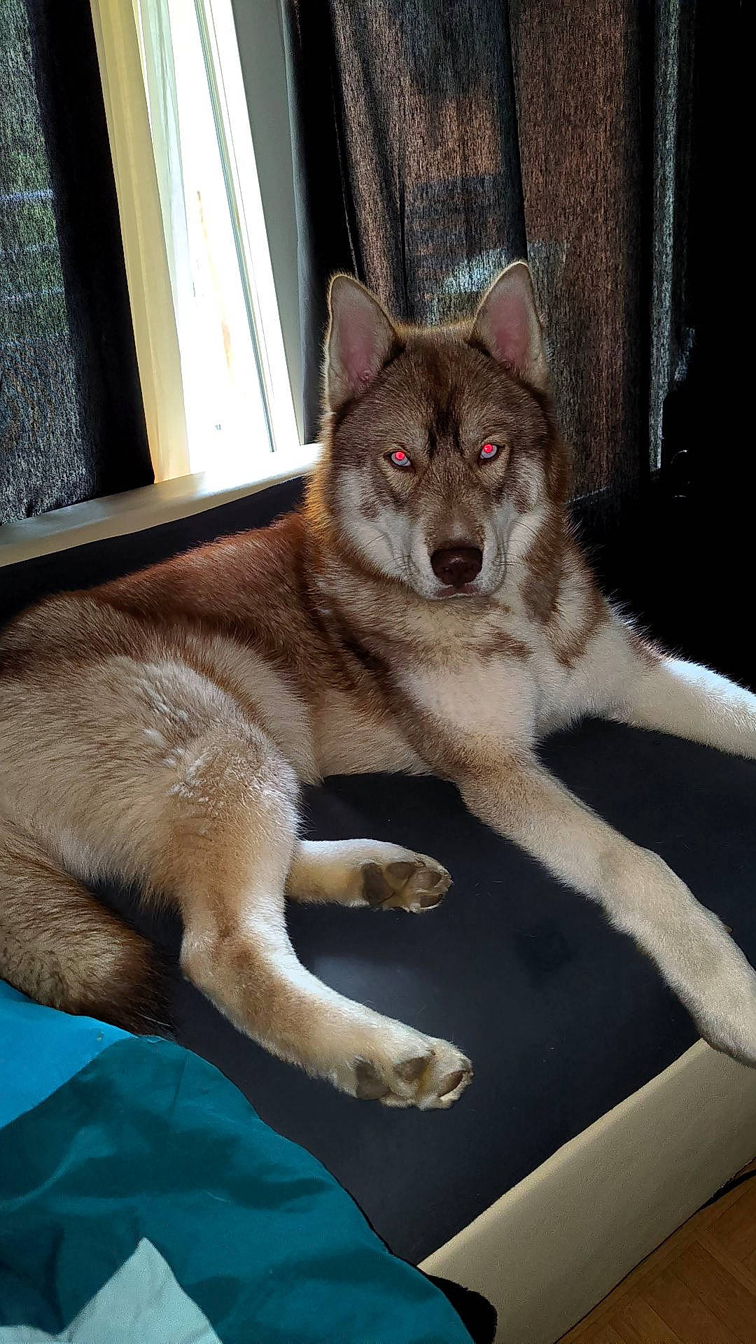 Ramsès a rejoint le concours — aidez-le/la à gagner de superbes lots ! ancient_dog_breeds, canidae, canis, carnivore, dog, dog_breed, fawn, fur, non_sporting_group, snout, sporting_group, tail, terrestrial_animal, wildlife, window, wolf, working_animal, working_dog