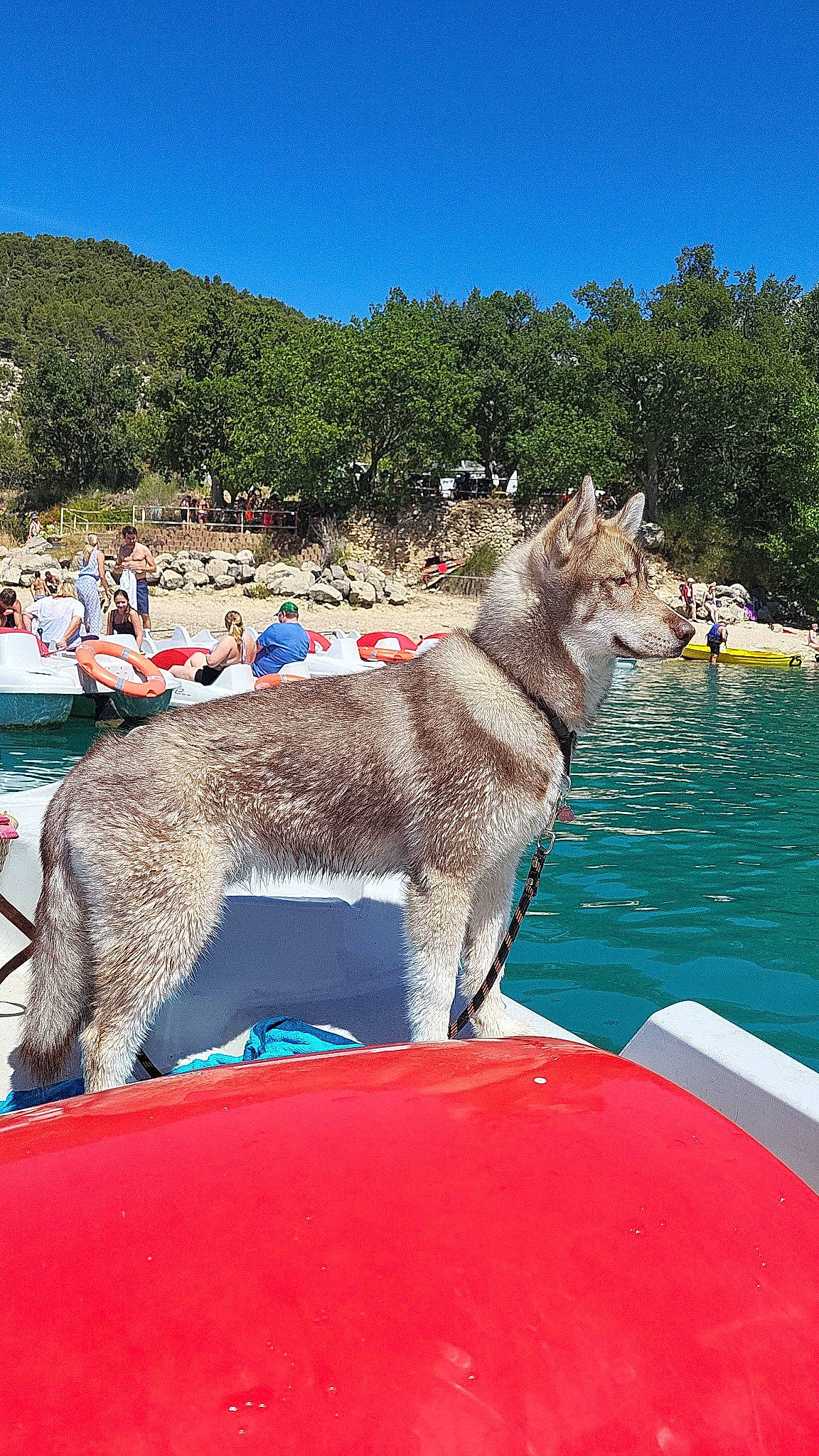 Ramsès a rejoint le concours — aidez-le/la à gagner de superbes lots ! boat, canidae, canis, carnivore, collar, companion_dog, dog, dog_breed, fun, lake, leisure, recreation, sky, sporting_group, tourism, tree, vehicle, water, working_animal, working_dog