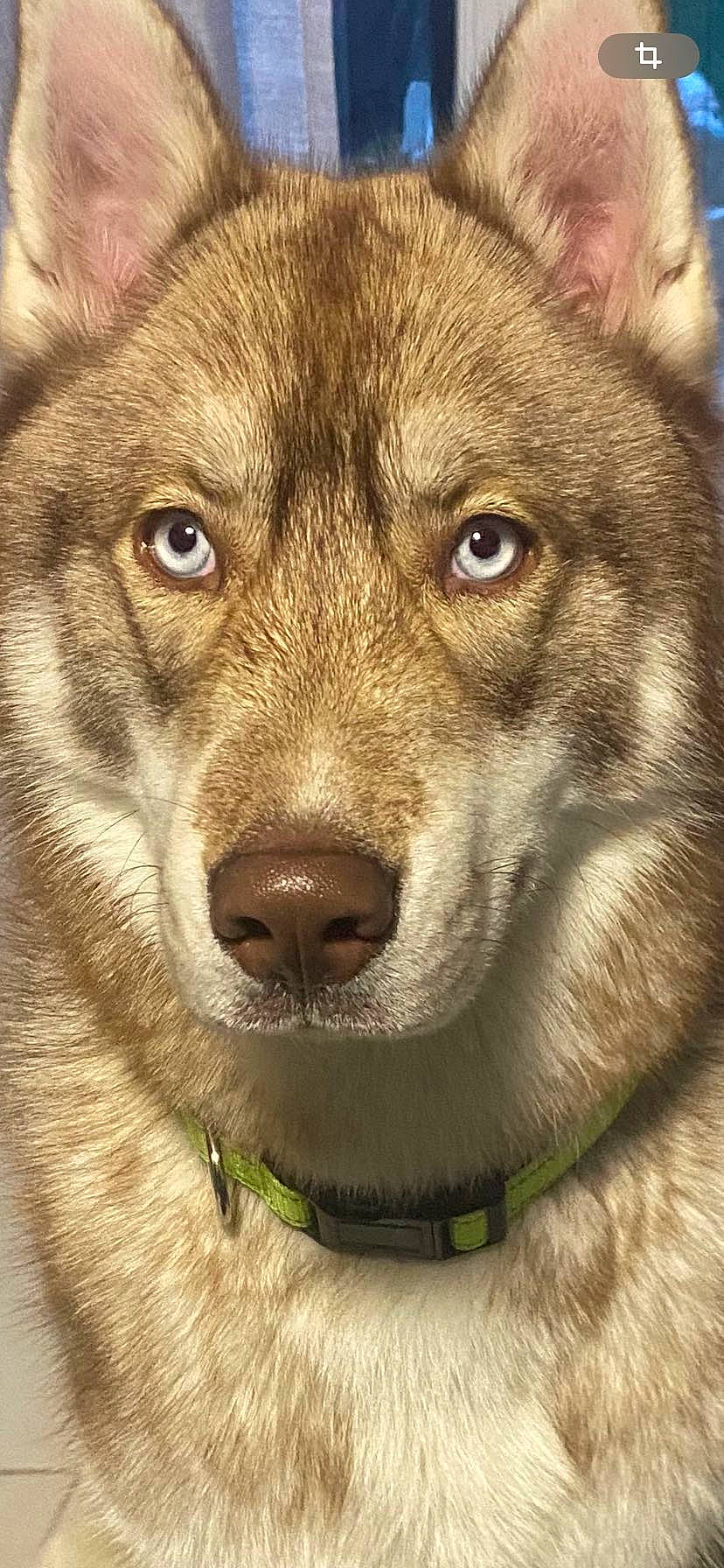Ramsès participe au concours pour gagner de l'argent avec cette photo : ancient_dog_breeds, art, canidae, canis, carnivore, close_up, companion_dog, coyote, dog, dog_breed, fawn, fur, snout, sporting_group, terrestrial_animal, whiskers, wildlife, wolf, working_animal, working_dog