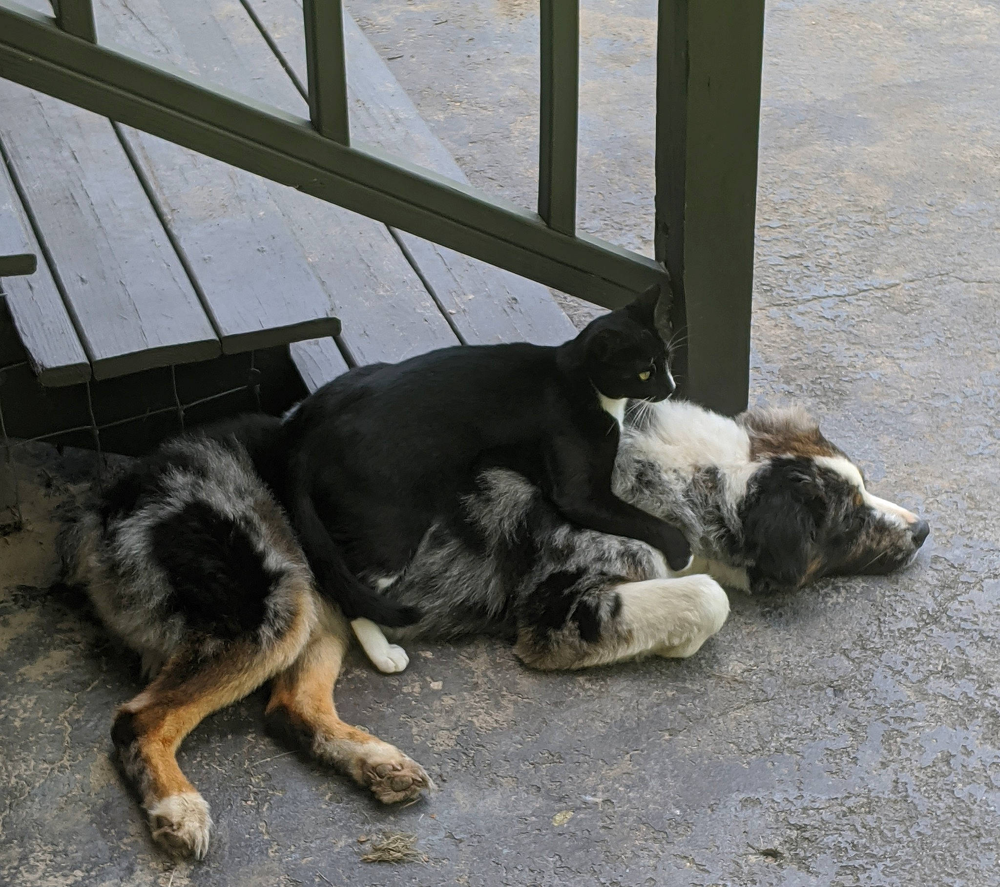 Boog is registered to the contest to win money with this photo: canidae, carnivore, companion_dog, dog, dog_breed, fawn, foot, herding_dog, old_german_shepherd_dog, paw, sitting, snout, sporting_group, street_dog, tail, terrestrial_animal, tree, working_animal, working_dog