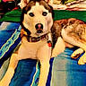 animal, bed, blanket, blue_eyes, canine, collar, comfort, dog, domestic_animal, ears, fur, indoor, lying_down, mammal, nose, paw, pet, pillow, resting, siberian_husky