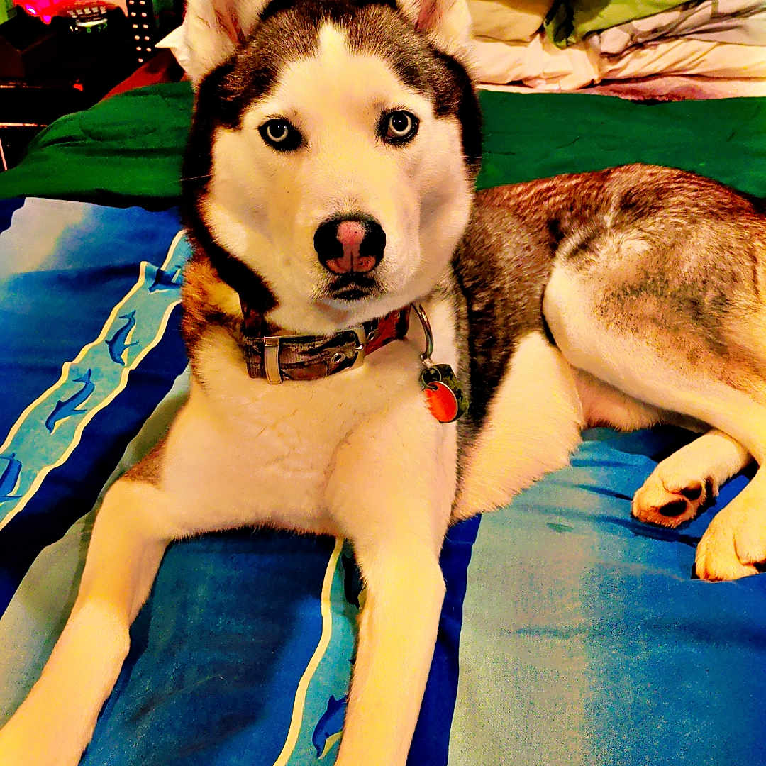 Mylo joined the competition — help win amazing prizes! animal, bed, blanket, blue_eyes, canine, collar, comfort, dog, domestic_animal, ears, fur, indoor, lying_down, mammal, nose, paw, pet, pillow, resting, siberian_husky