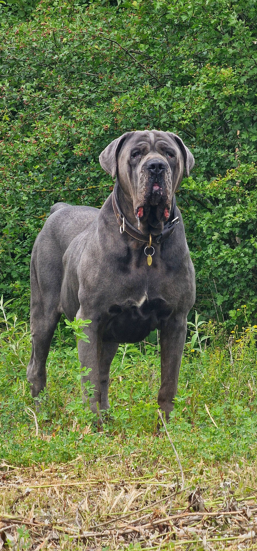 Osbow