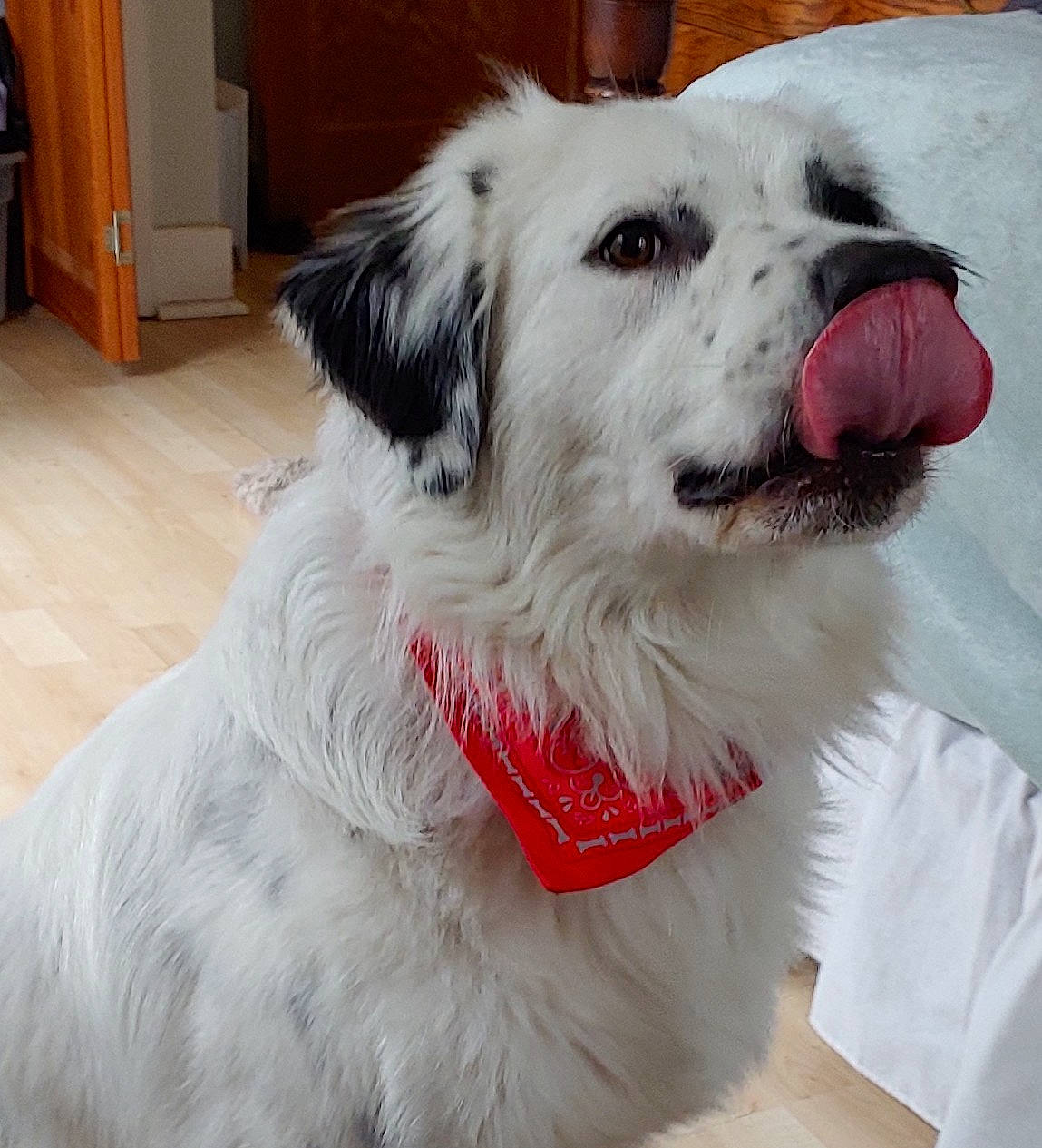 Lloyd Curtis is registered to the contest to win money with this photo: cabinetry, carnivore, chest_of_drawers, collar, companion_dog, cupboard, dog, dog_breed, dog_collar, dog_supply, floor, flooring, fur, pet_supply, snout, sporting_group, tongue, vertebrate, whiskers, working_animal