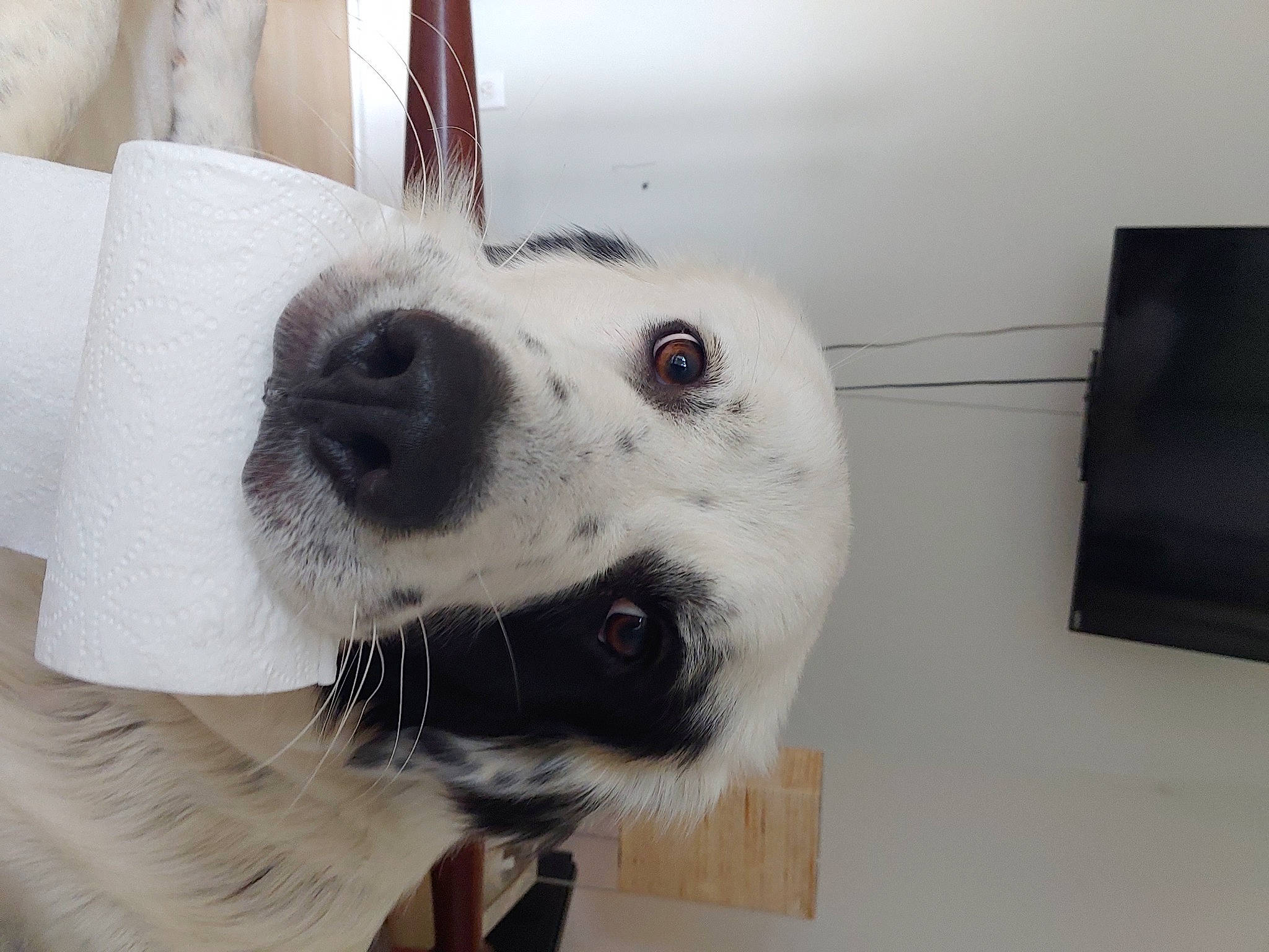 Lloyd Curtis is registered to the contest to win money with this photo: canidae, carnivore, collar, companion_dog, display_device, dog, dog_breed, fur, pet_supply, snout, sporting_group, television_set, terrestrial_animal, vertebrate, whiskers, working_animal, working_dog