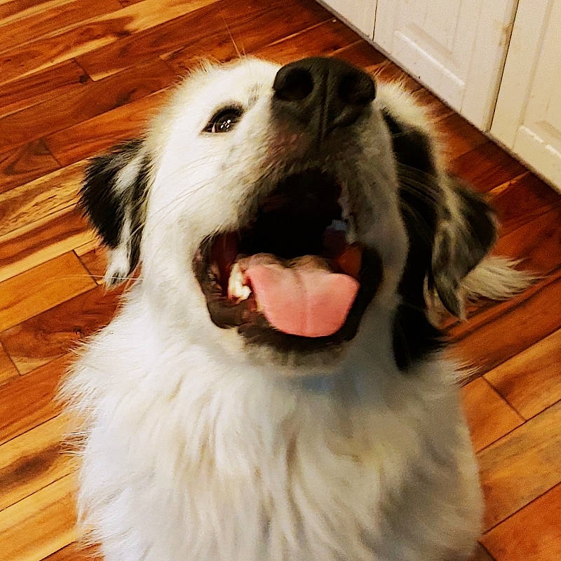 Lloyd Curtis is registered to the contest to win money with this photo: canidae, carnivore, companion_dog, dog, dog_breed, floor, flooring, fur, hardwood, jaw, laminate_flooring, snout, sporting_group, tongue, tooth, vertebrate, wood, wood_flooring, wood_stain, working_animal