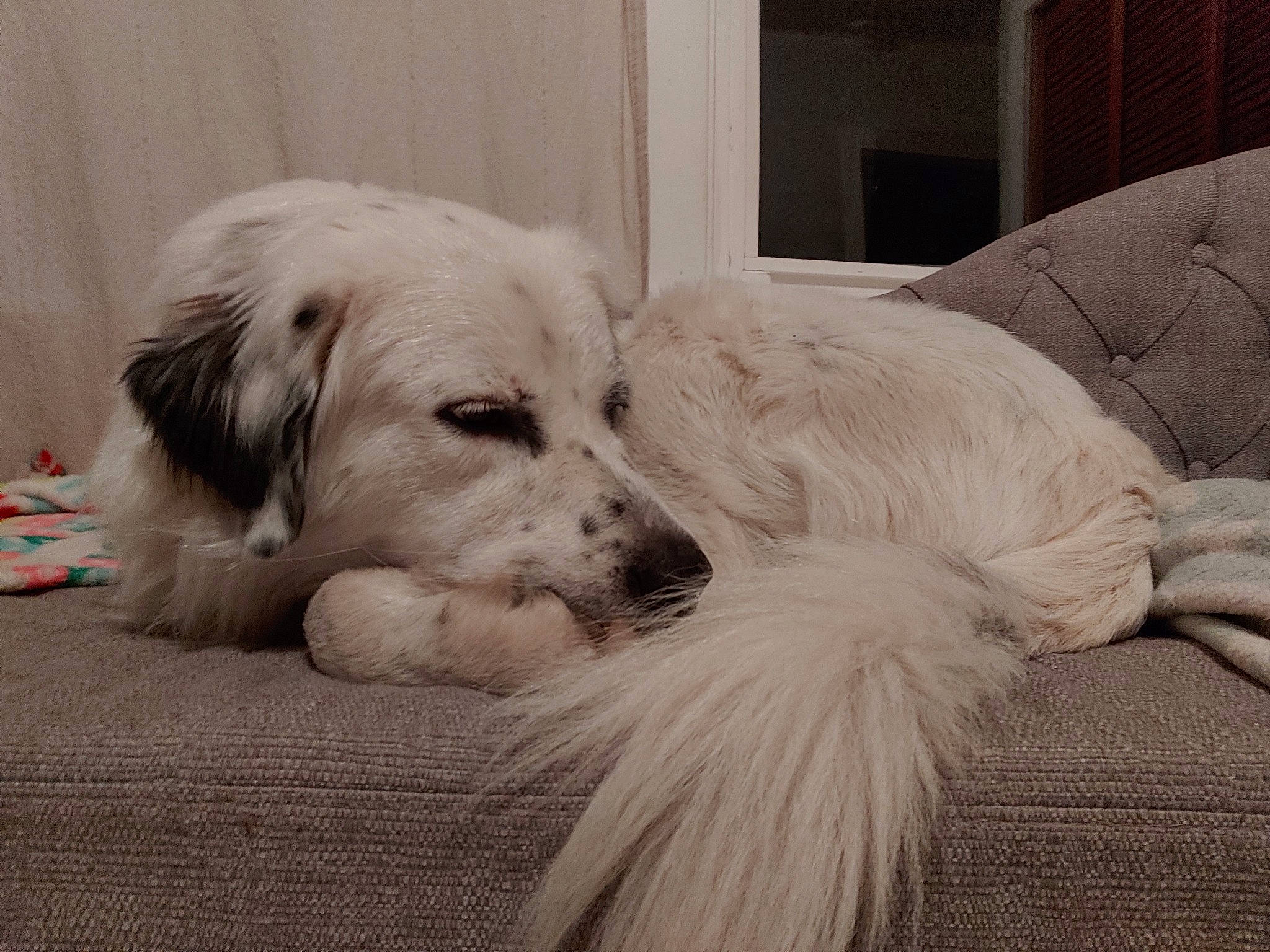 Lloyd Curtis joined the competition — help win amazing prizes! canidae, carnivore, companion_dog, dog, dog_breed, dog_supply, fur, linens, mammal, retriever, snout, sporting_group, working_animal, working_dog