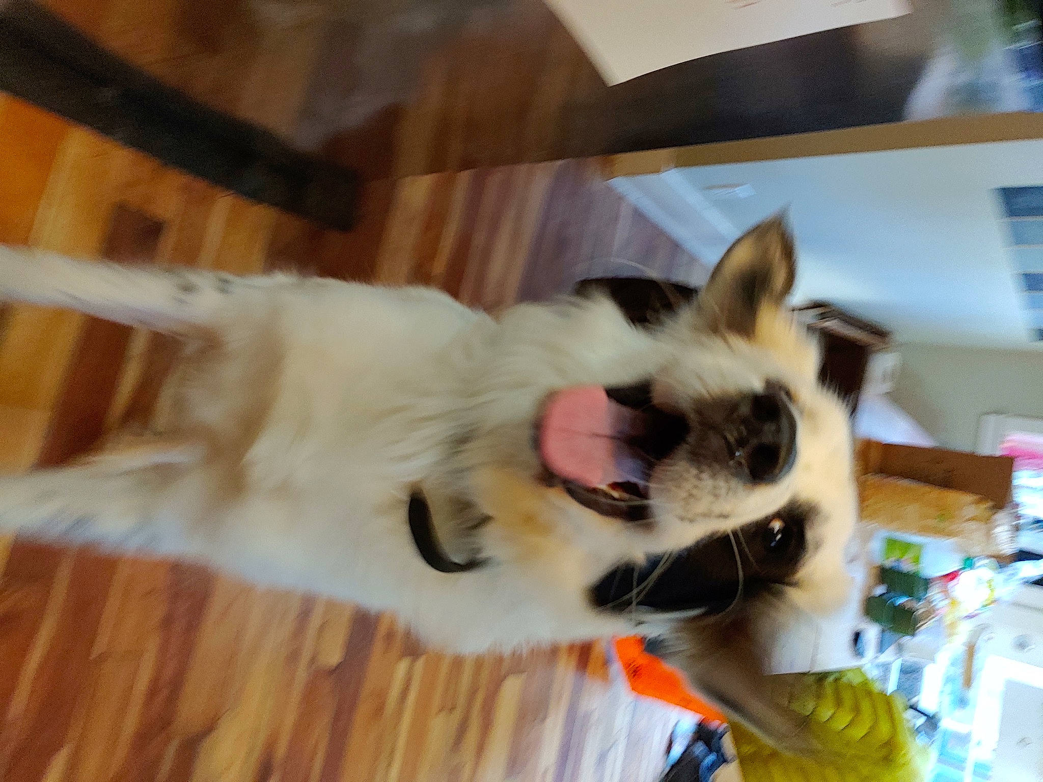 Lloyd Curtis is registered to the contest to win money with this photo: carnivore, claw, dog_breed, fur, hardwood, laminate_flooring, paw, snout, terrestrial_animal, tongue, whiskers, wood_flooring, wood_stain