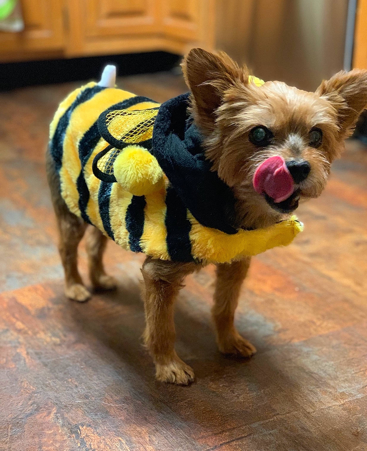 Bailey Bean joined the competition — help win amazing prizes! australian_silky_terrier, australian_terrier, cairn_terrier, canidae, carnivore, companion_dog, dog, dog_breed, dog_clothes, fawn, mammal, norwich_terrier, rare_breed_dog, small_terrier, snout, terrier, toy_dog, vertebrate, yorkipoo, yorkshire_terrier