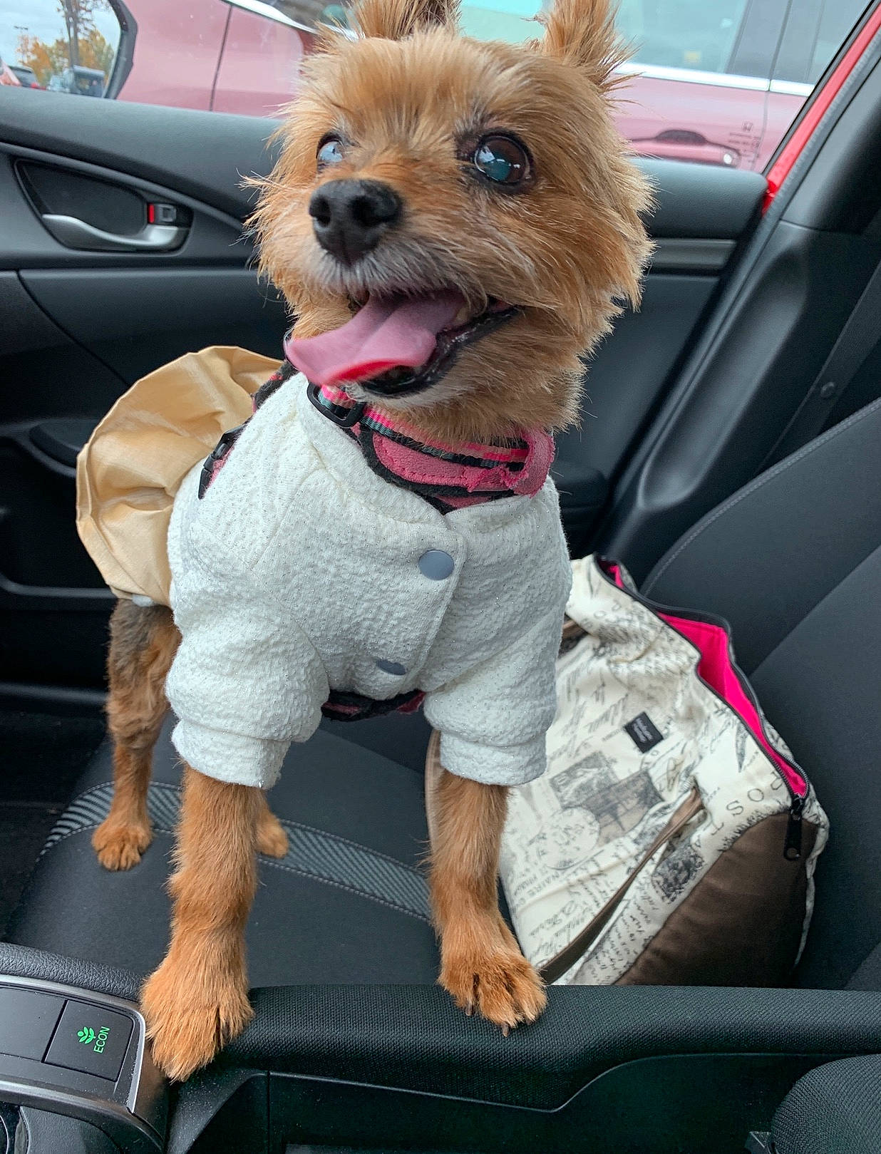 Bailey Bean joined the competition — help win amazing prizes! canidae, car, car_seat, carnivore, companion_dog, dog, dog_breed, dog_clothes, pomeranian, puppy, seat_belt, vehicle