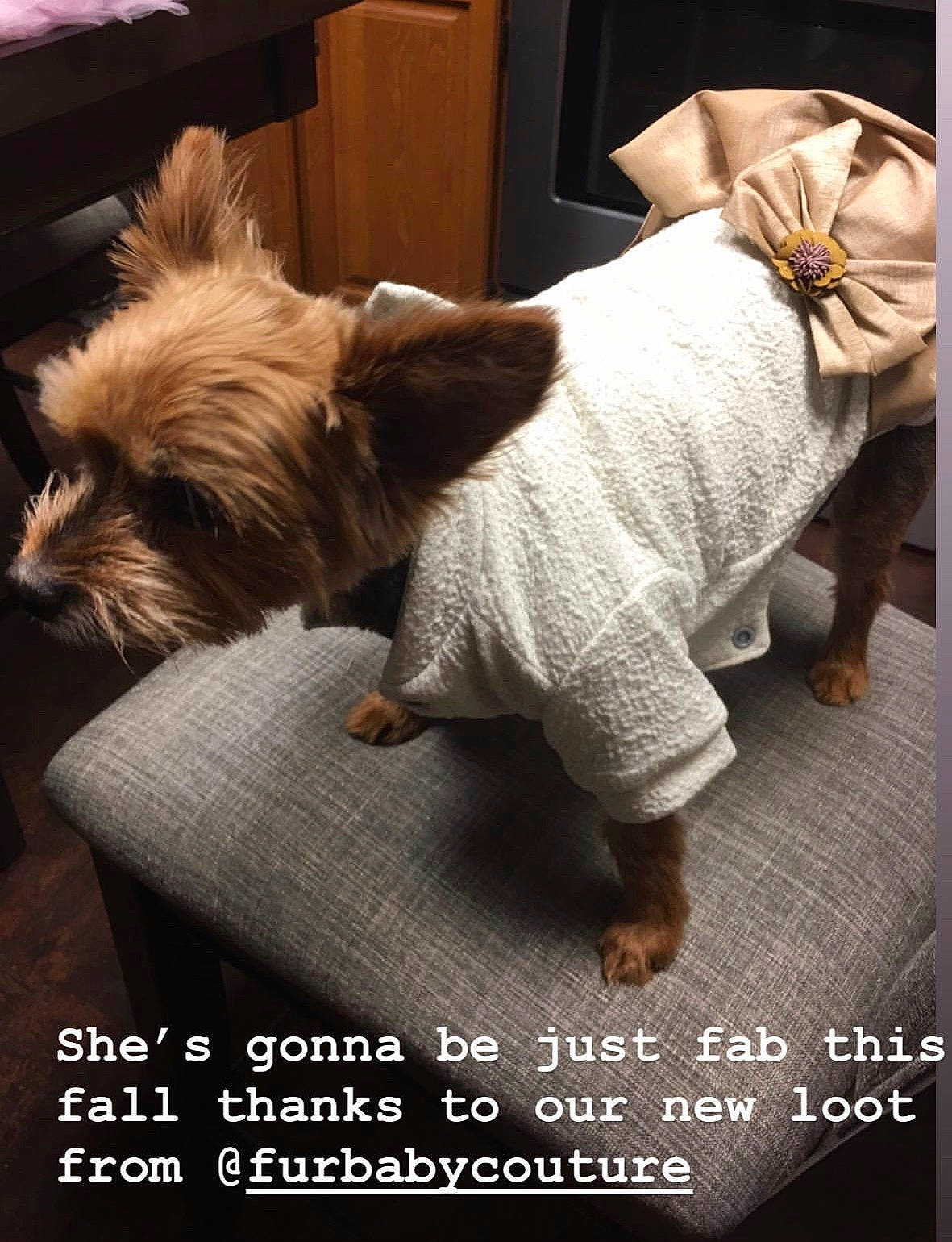 Bailey Bean is registered to the contest to win money with this photo: australian_terrier, biewer_terrier, cairn_terrier, canidae, carnivore, companion_dog, dog, dog_breed, dog_clothes, fur, morkie, norwich_terrier, photo_caption, puppy, puppy_love, shih_tzu, toy_dog, yorkshire_terrier