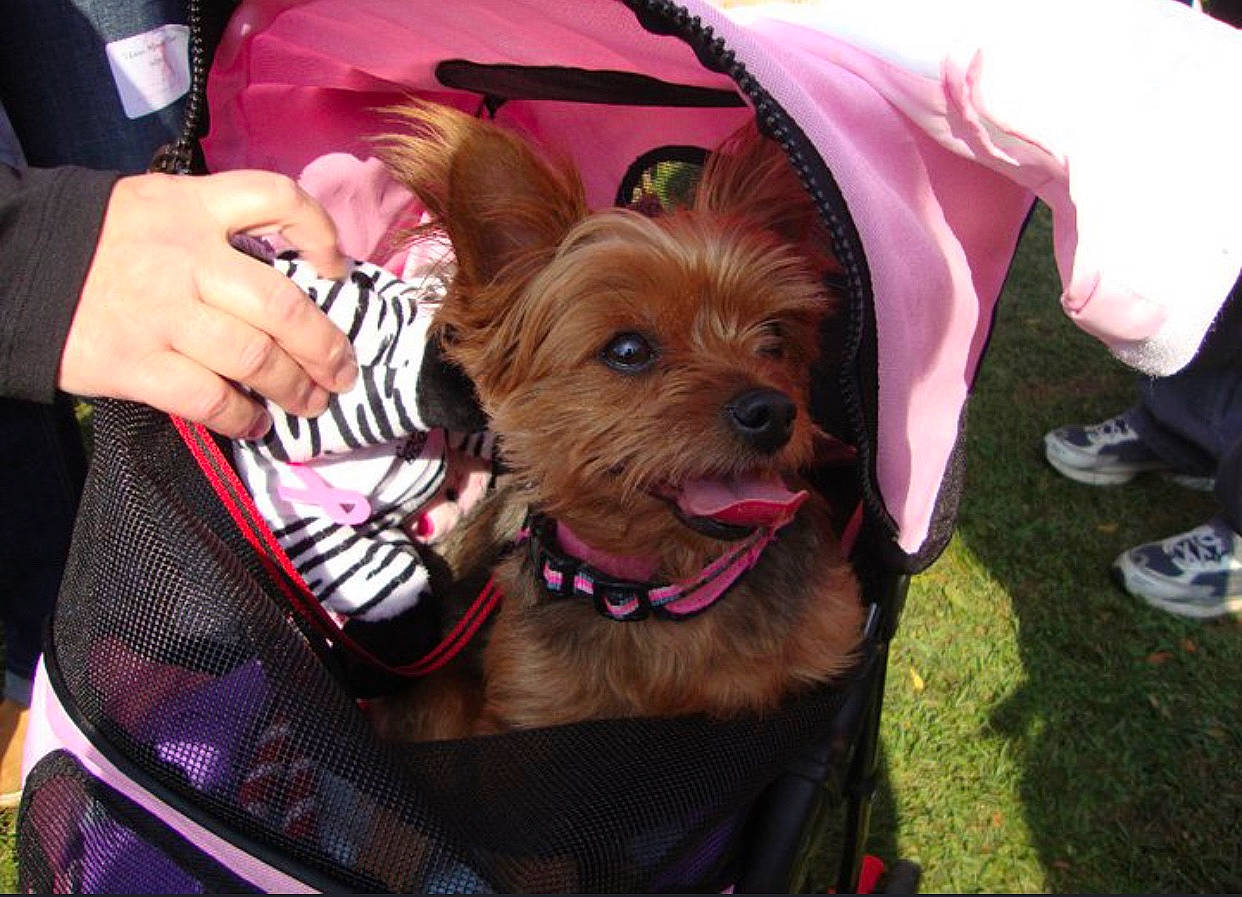 Bailey Bean is registered to the contest to win money with this photo: australian_silky_terrier, australian_terrier, cairn_terrier, canidae, carnivore, companion_dog, dog, dog_breed, mammal, norwich_terrier, puppy, rare_breed_dog, small_terrier, sporting_group, terrier, toy_dog, vertebrate, yorkipoo, yorkshire_terrier