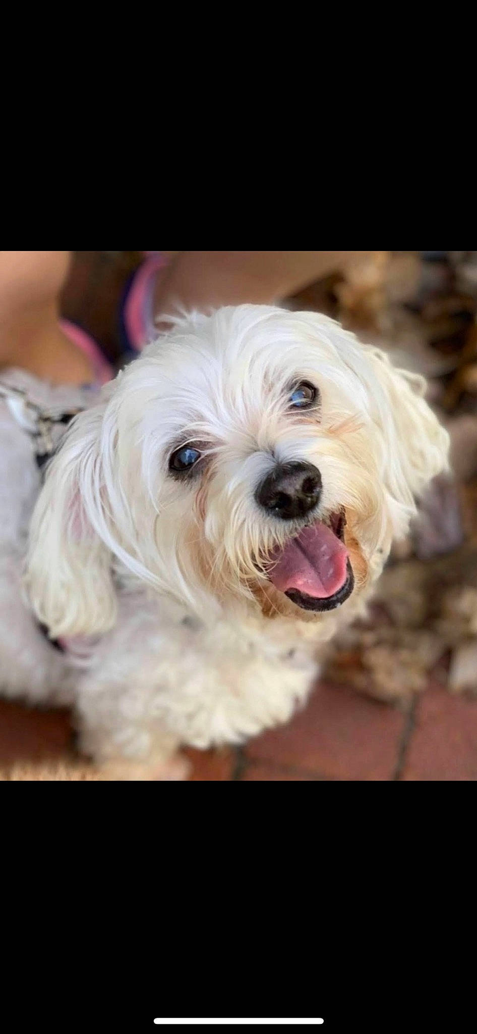 Molly joined the competition — help win amazing prizes! blond, canidae, carnivore, companion_dog, dog, dog_breed, dog_collar, fur, happy, love, maltepoo, non_sporting_group, plant, shih_poo, small_terrier, snout, sporting_group, terrier, toy_dog