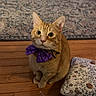 animal, attention, bow_tie, cat, close_up, curious, cushion, cute, decor, domestic_cat, feline, floor, household, indoor, looking_up, orange_tabby, pet, rug, sitting, wooden_floor